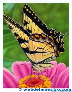 Mariposa