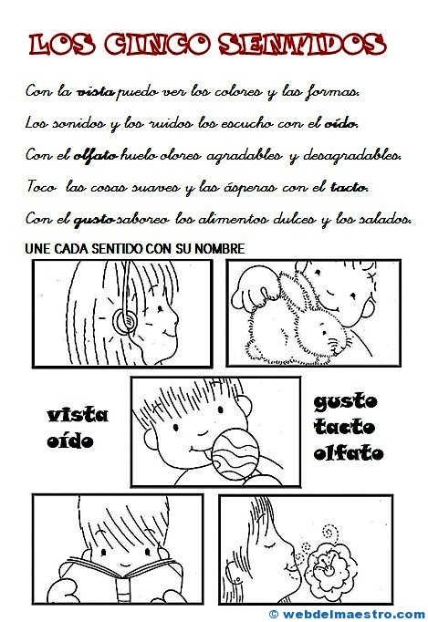 Los sentidos |1º primaria
