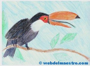 dibujo-tucan-de-un-alumno-1