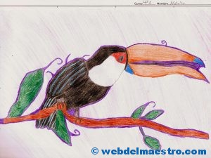 dibujo-tucan-de-un-alumno-4