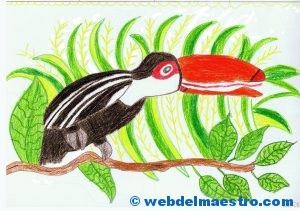 dibujo-tucan-de-un-alumno-6