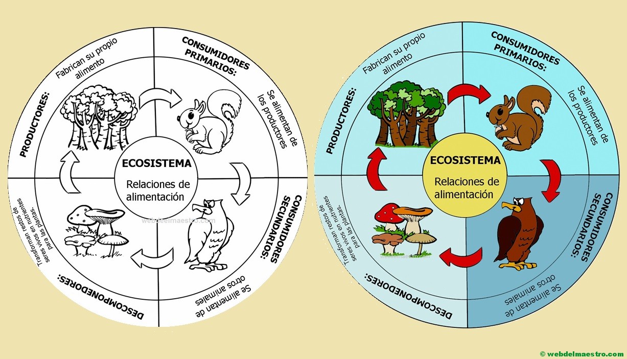 Ecosistema | Cadena alimenticia