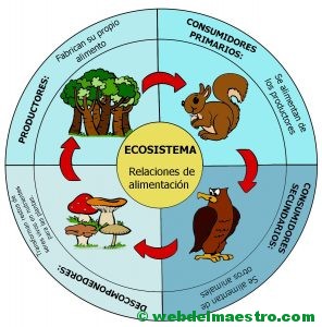 Ecosistema-cadena alimenticia