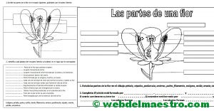 Las partes de la flor