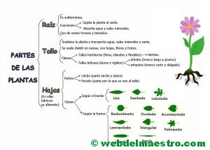 Mapa conceptual de las partes de una planta.