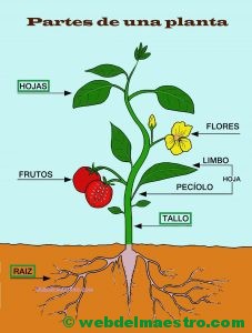 Partes de una planta-CARTEL-