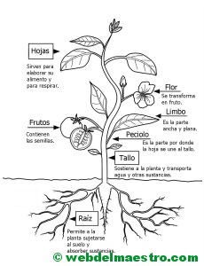 Partes de una planta para colorear