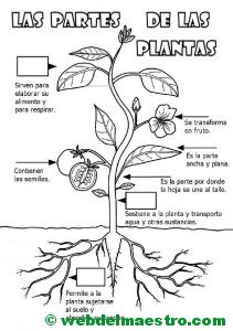 Partes de una planta para niños de primaria