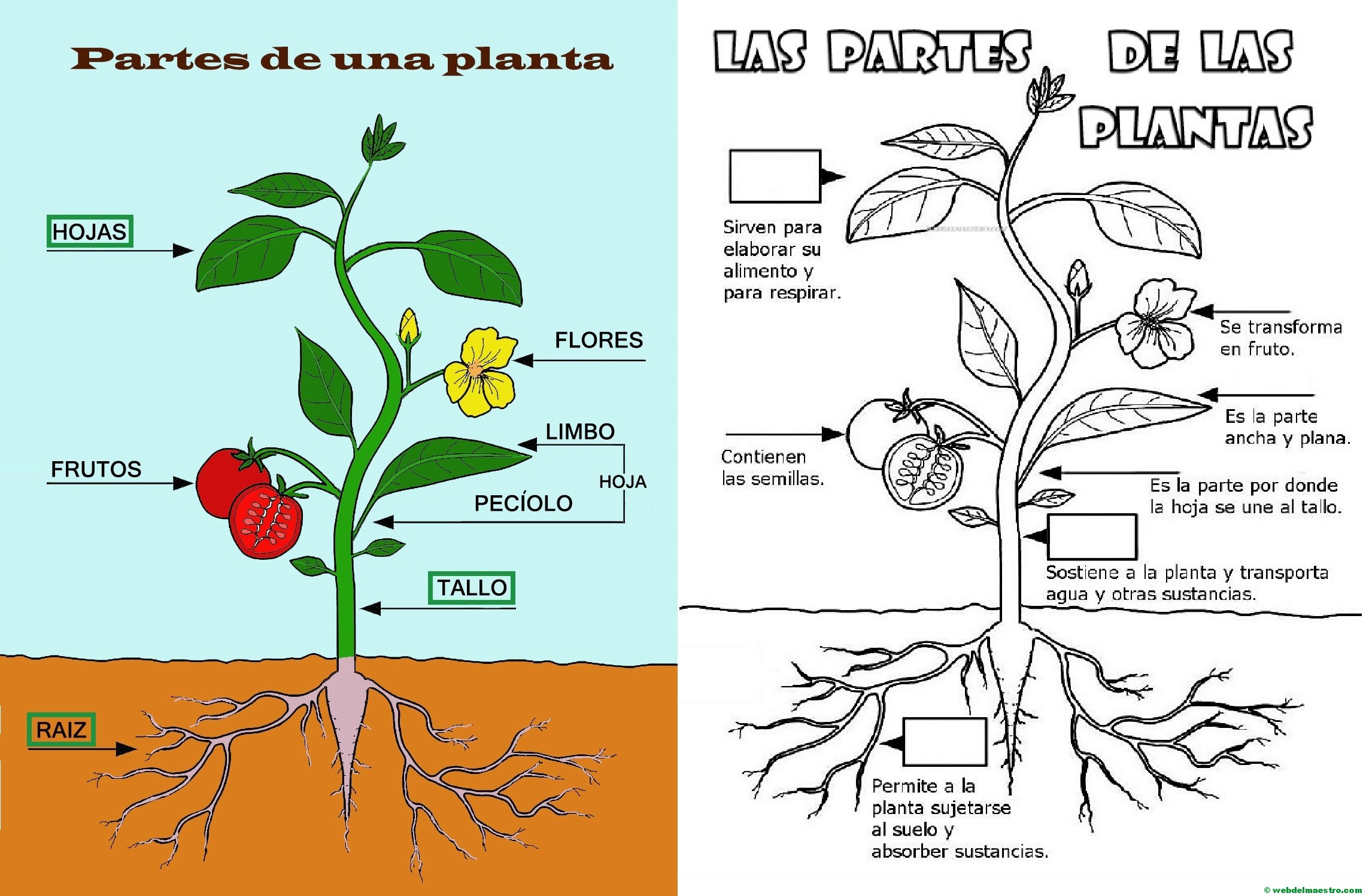 Partes de una planta para niños de Primaria