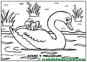 cisne y polluelos