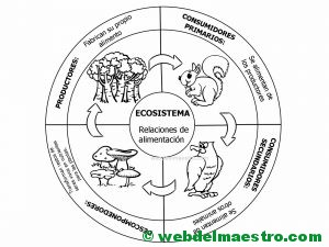 ecosistema terrestre-cadena alimenticia