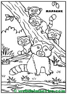 mapache y sus crías