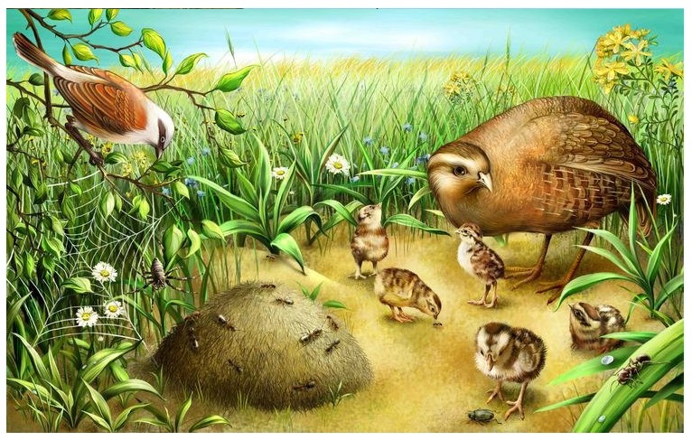 Animales de la sierra