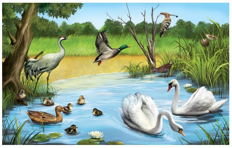 Animales de los lagos y lagunas