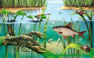 Animales de los ríos