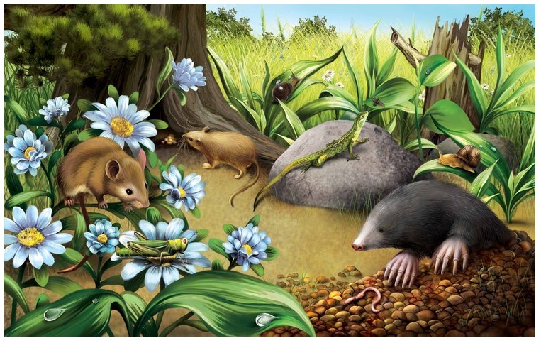 Animales del bosque-