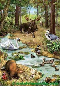 Animales del bosque-2