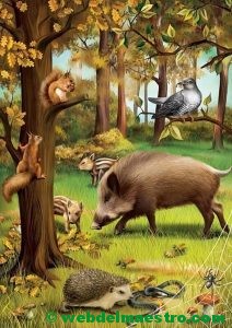Animales del bosque-Europa-1