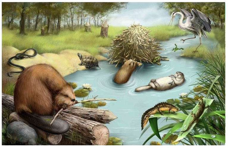 Animales del bosque-ríos