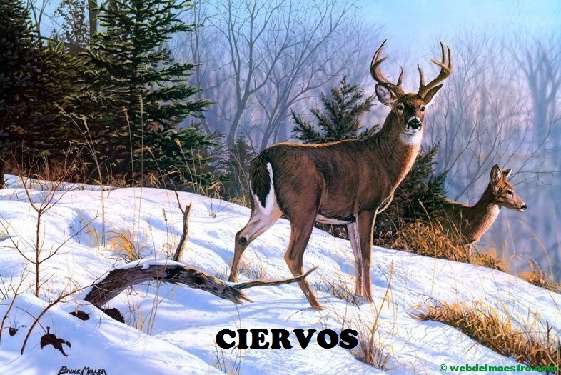 Ciervos