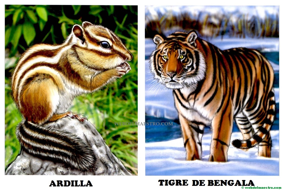 Dibujos de animales salvajes para imprimir
