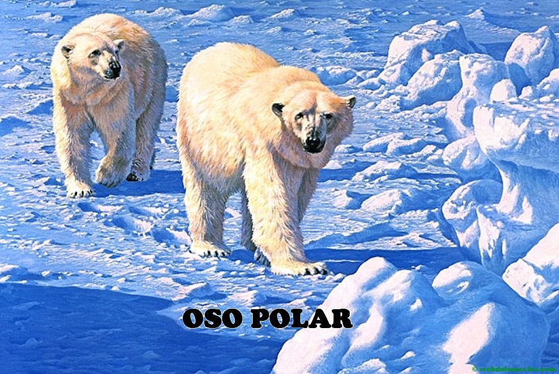 Oso polar