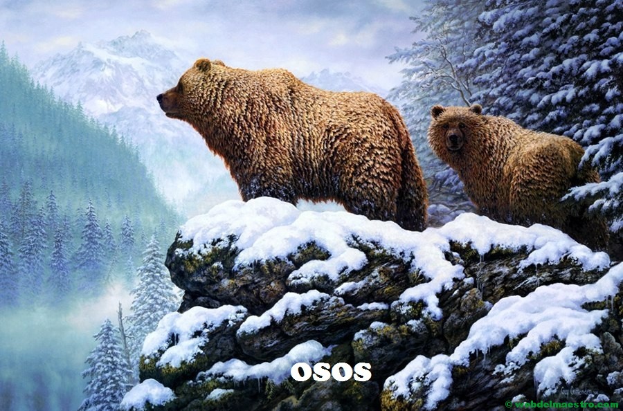 Osos