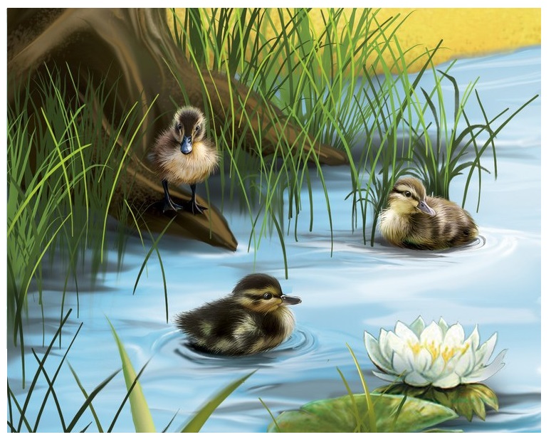 Pato silvestre-crías