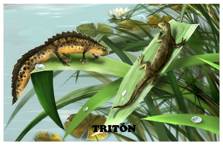 Tritón-