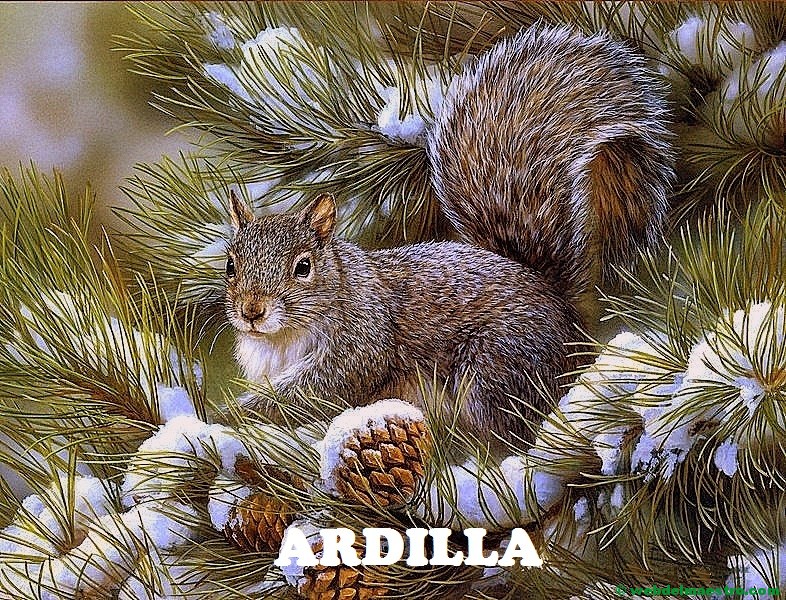 ardilla