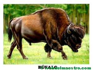 búfalo