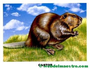 castor