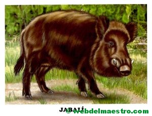 jabalí