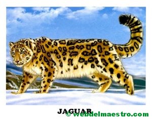 jaguar