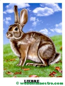 liebre