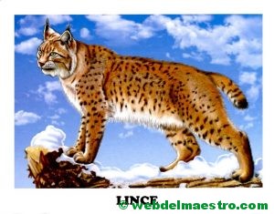 lince