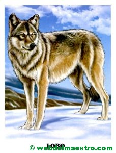 lobo
