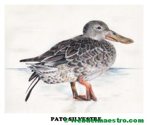 pato silvestre