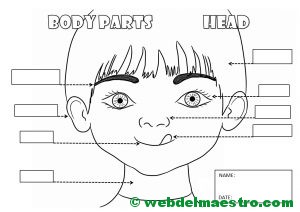 Partes de la cabeza en inglés-ejercicios