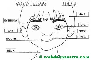 Partes de la cabeza en inglés-para colorear