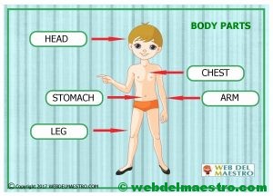 Partes del cuerpo en inglés-1