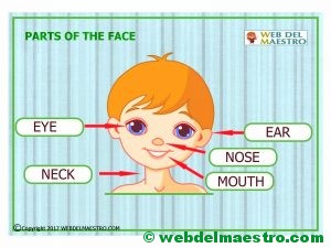 Partes del cuerpo en ingles-la cara