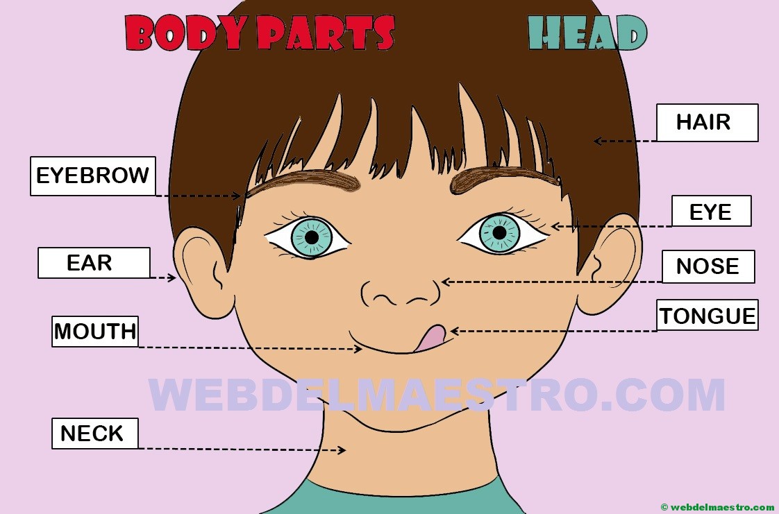 Partes del cuerpo en inglés (II)
