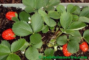 piedras pintadas para jardin-fresas