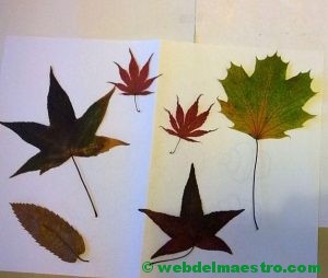 Hojas de distitas formas y tamaños