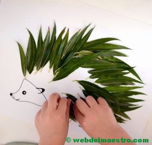 erizo con hojas lanceoladas