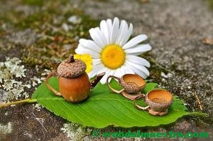 manualidades con bellotas-3