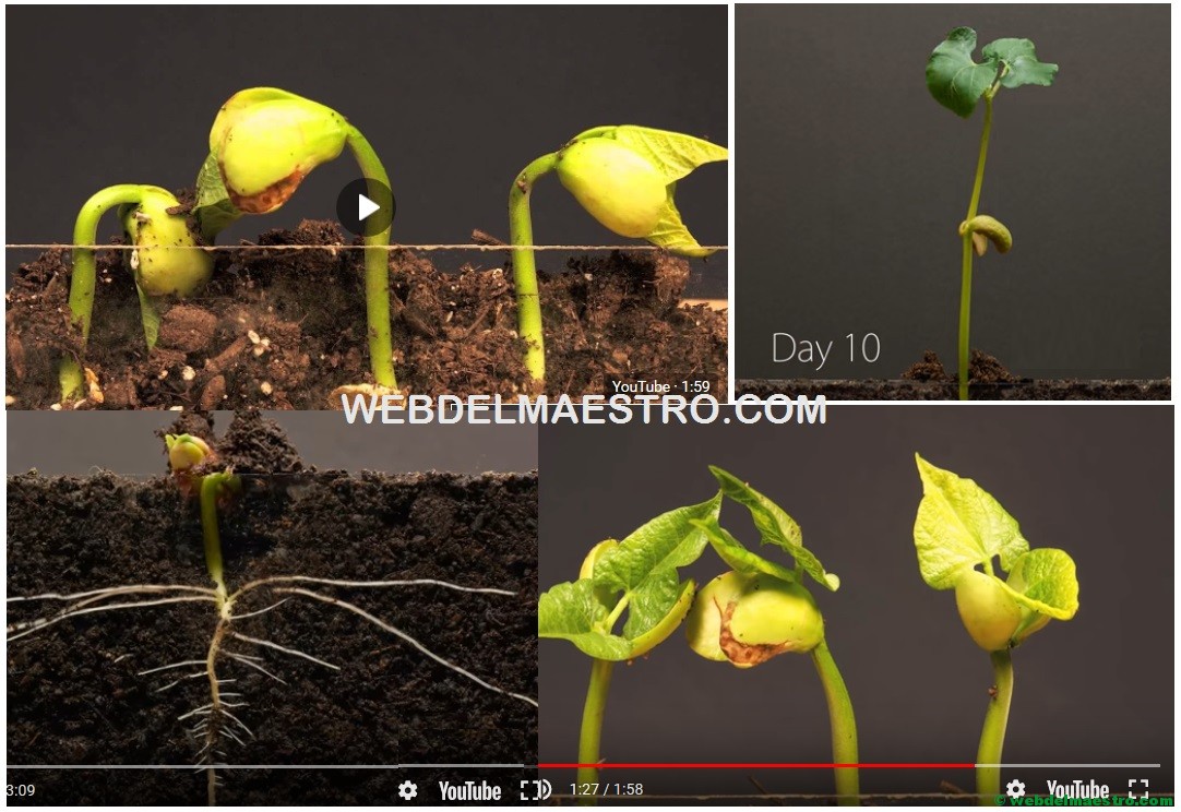 Las plantas para niños | Cómo crecen las plantas