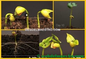 vídeos de ciencias naturales