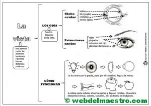 El sentido de la vista - Resumen mapa conceptual